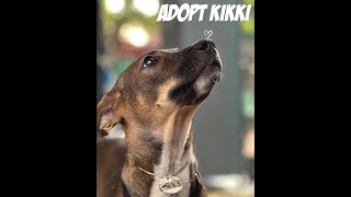 Adopt 'Kikki', Give a Better Life to this Puppy | Forever Home | Jivdaya | Animal Welfare | NGO