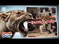 اقوى مقالب رمضان 2025 كريزي اوردر 26 الاسد هرب اقوى مقالب رمضان 2025 كريزي اوردر 26 الاسد هرب