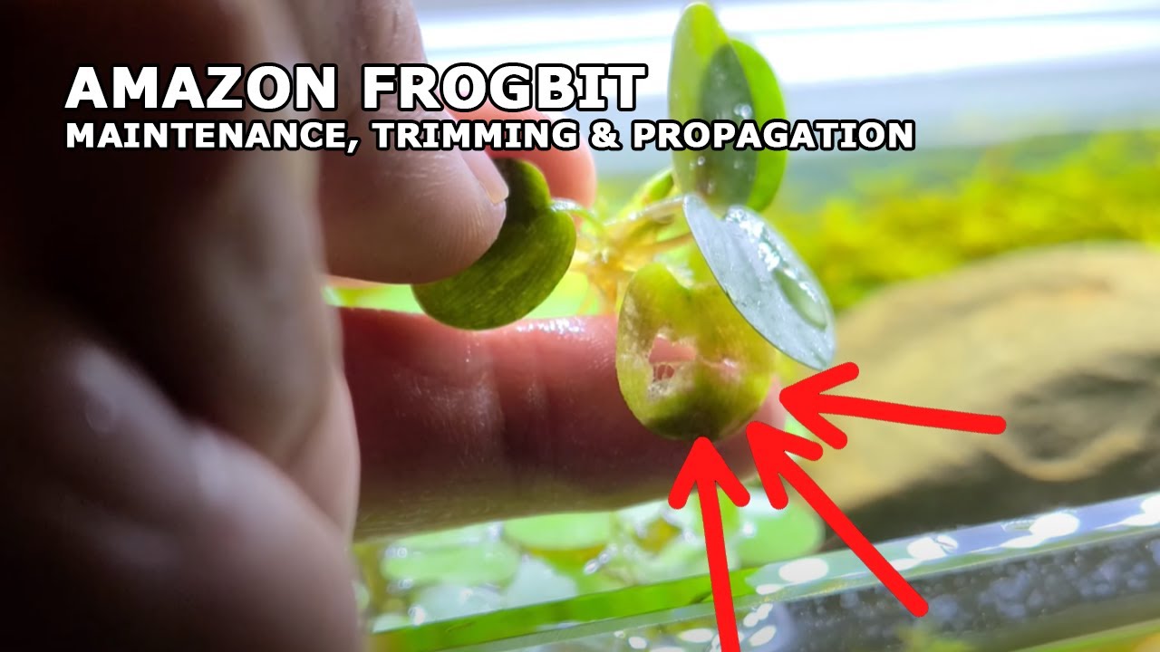 3 Common Reasons Why Your Amazon Frogbit Isn'T Thriving (And How To Fix It)