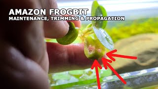 3 COMMON REASONS Why Your Amazon Frogbit Isn