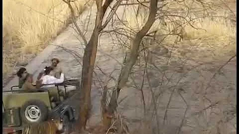 Tiger hunt sambar deer