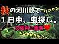 秋の河川敷で虫探しまくり‼︎交尾シーンの撮影に成功‼︎