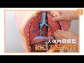 【組立動画】人体内臓模型組立方法【7ビューティー】