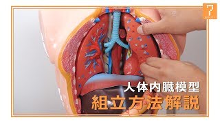 【組立動画】人体内臓模型組立方法【7ビューティー】