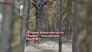 На территории сгоревшего леса началась вырубка деревьев