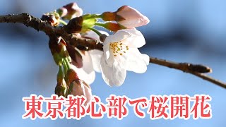 東京都心部で桜開花　平年より12日早く