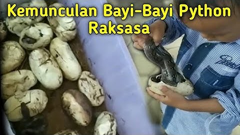 Detik - Detik Menetasnya Telur  ular Python Raksasa