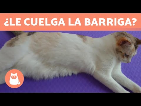 Video: ¿Por qué los gatos tienen bolsas?