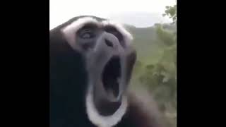 cute animal Милые животные видео подборка милые моменты животных cute animal Милые животные видео подборка милые моменты животных
