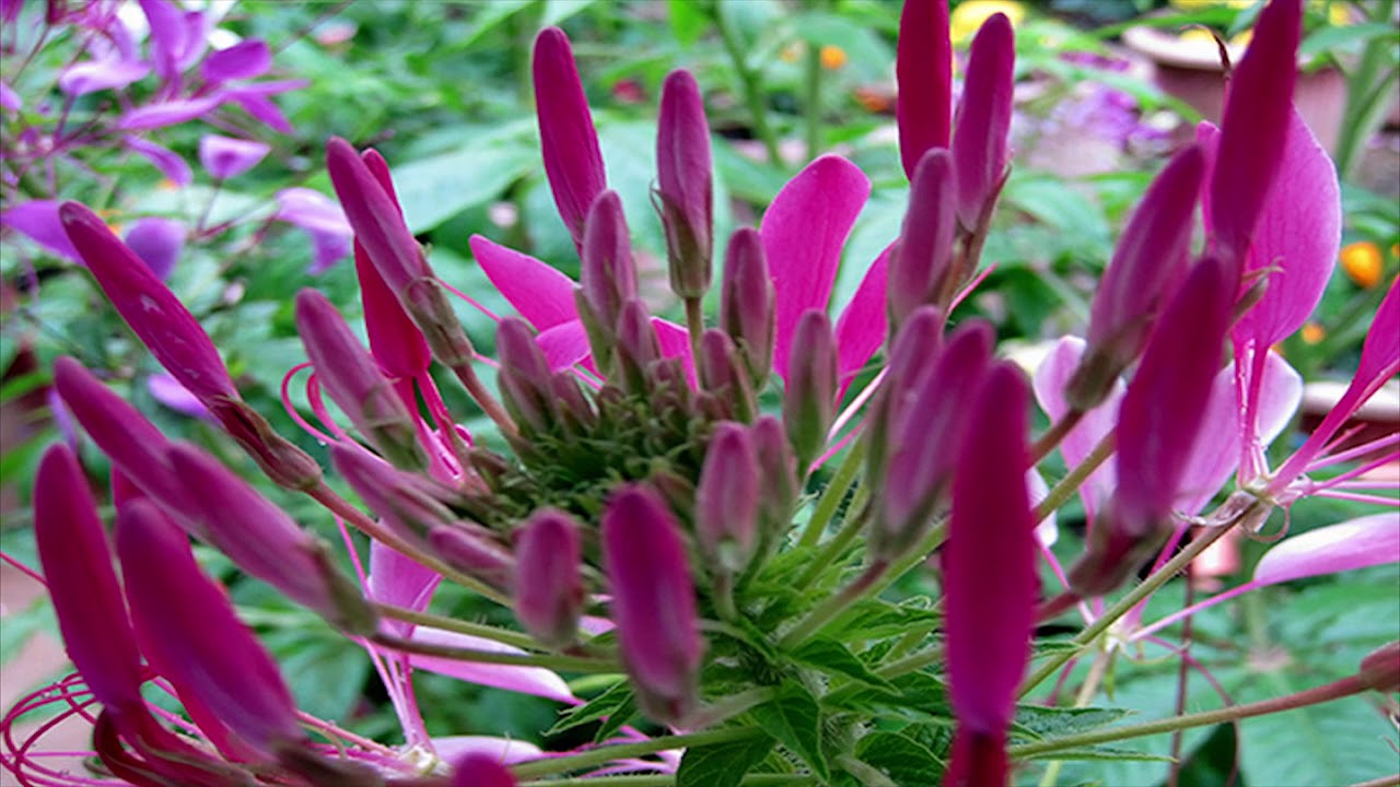 MY GARDEN 2017 - CLEOME FLOWERS