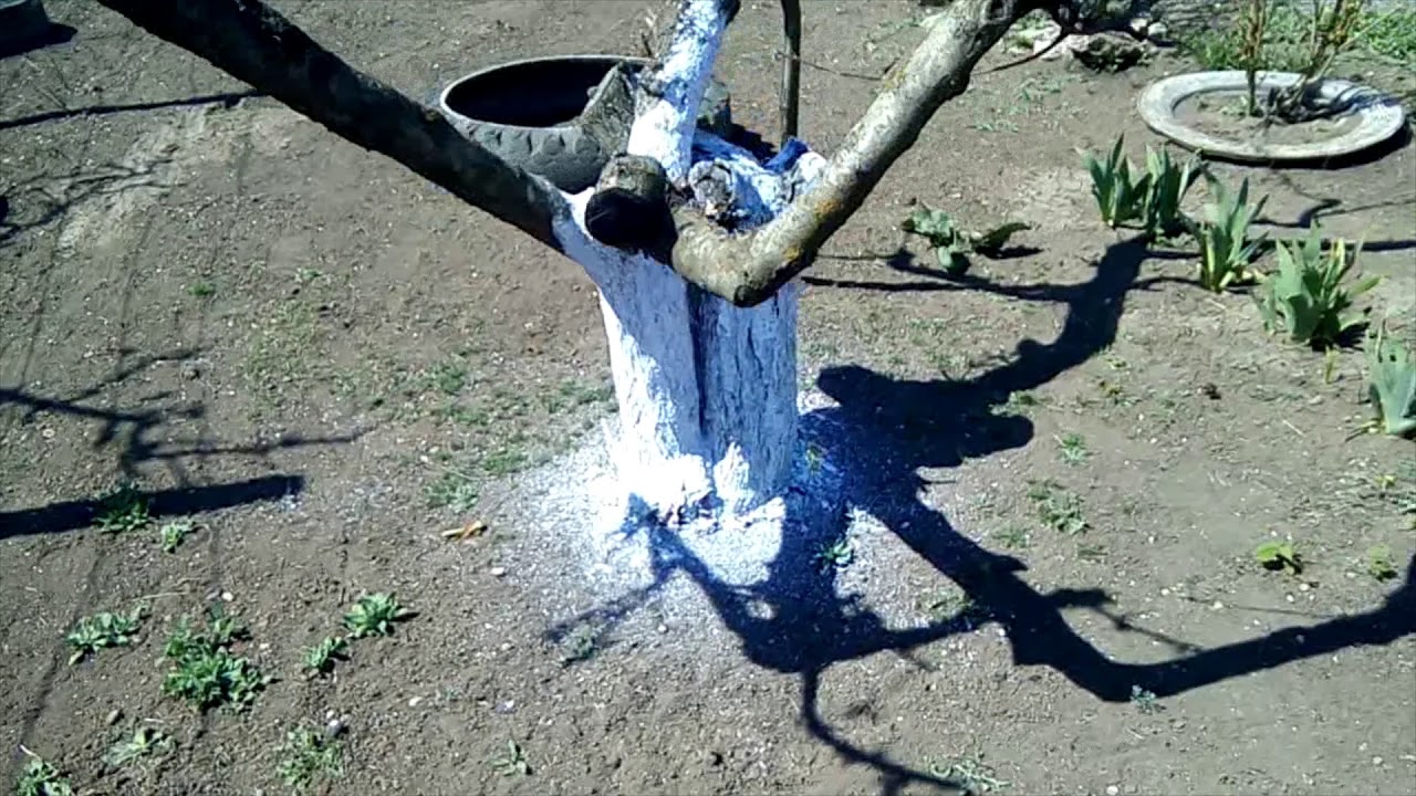 Растения погибнут без воды.