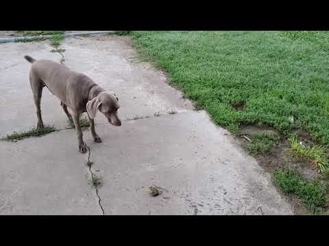 Weimaraner vs. Frog