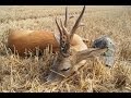 Roe buck hunting in Poland with Ultimate Hunting