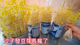 40克綠豆變529克豆芽【沙子讓  綠豆芽長瘋了】【我家豆芽捆綁吃】