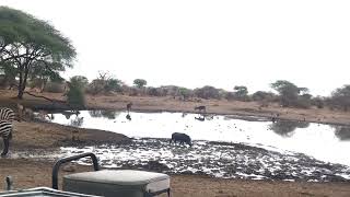 Busy day at the watering hole!