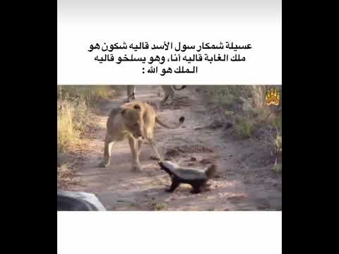 عسيلة ملك الغابة عسيلة غرير العسل اكسبلور  