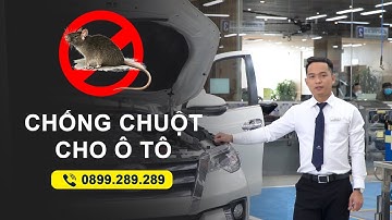 Chống Chuột Cho Xe Ô Tô | Toyota Bắc Giang