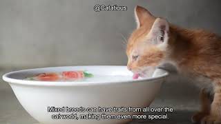 How to Tell What Kind of Cat You Have: Identifying Breeds and Understanding Cat Behavior