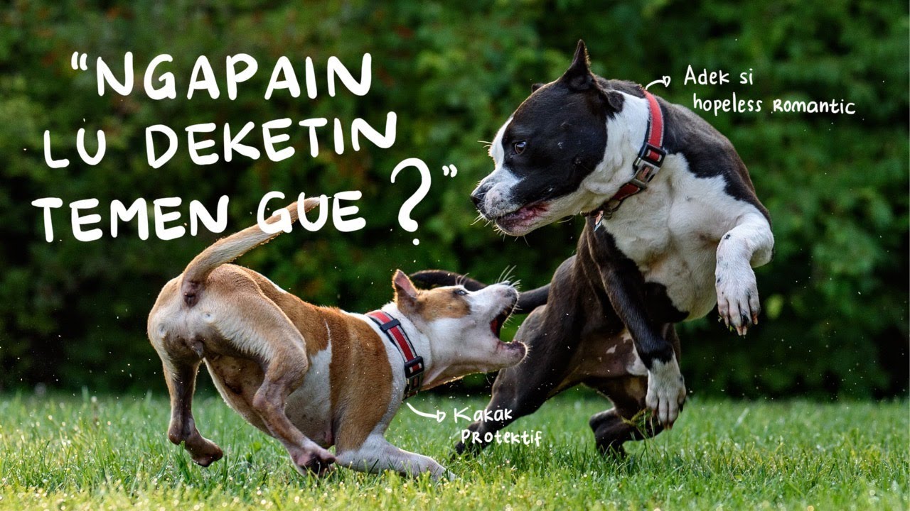 Kakak Bawelin Si Adik Polos | ASMR Girlfriend Indonesia