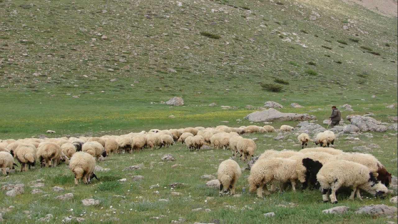 abdullah aksu kırmızı gül demet demet