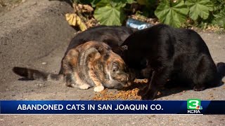Animal rescue group steps in to help dozens of feral cats in Stockton believed to be abandoned