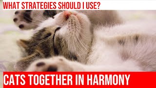 Introducing a New Cat to an Existing Cat: Strategies for Success by Meow-sical America 17 views 4 months ago 3 minutes, 59 seconds