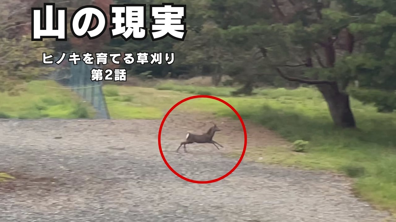 【山の現実】ヒノキを守るネットで起きていたこと…ヒノキを育てる現場｜第2話