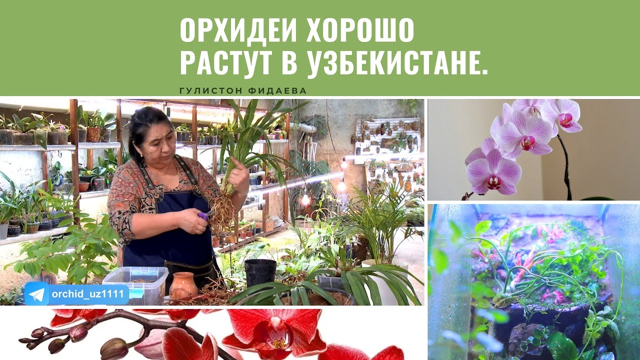 Орхидеи хорошо растут в Узбекистане.