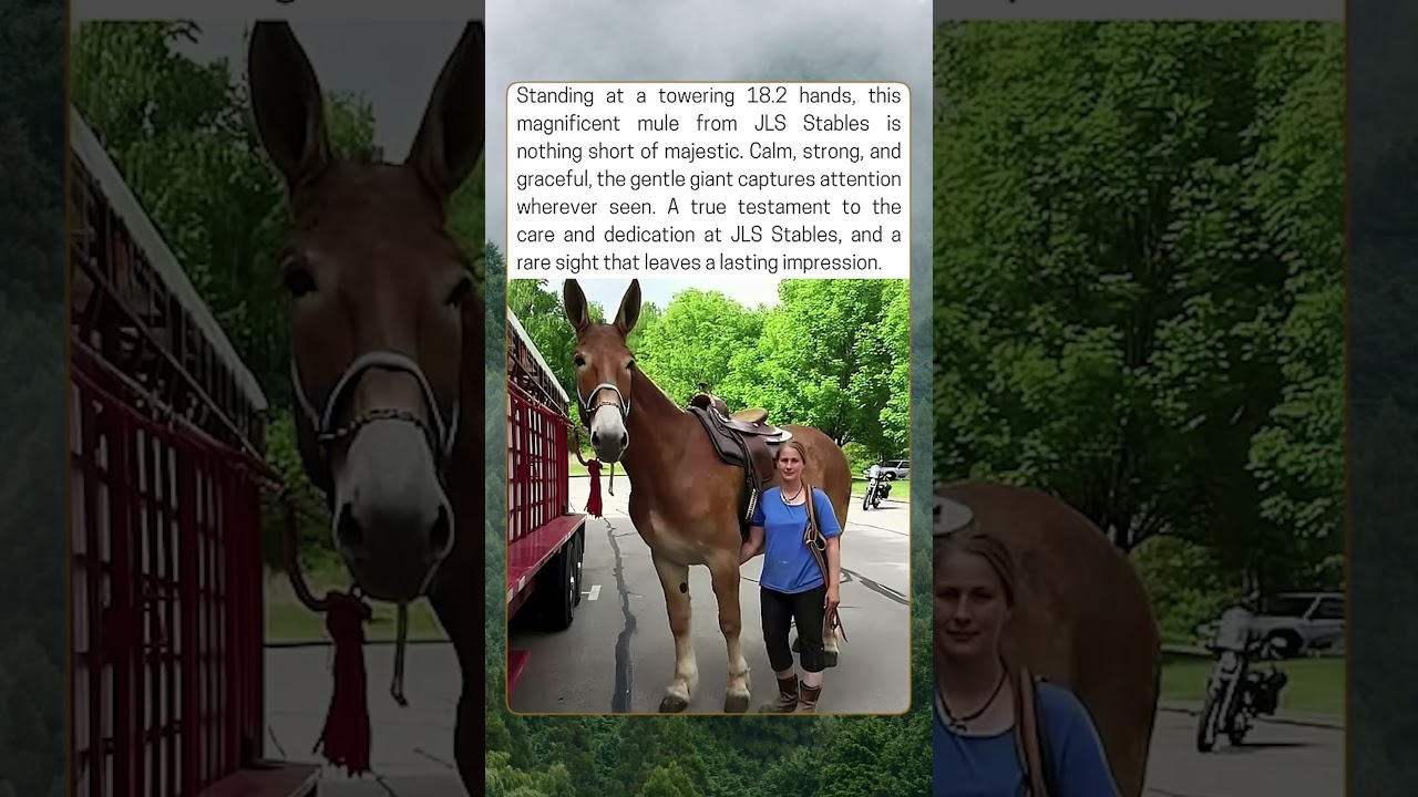 Meet the Giant Mule Standing 18 2 Hands Tall! 🐴💪 A Living Legend!