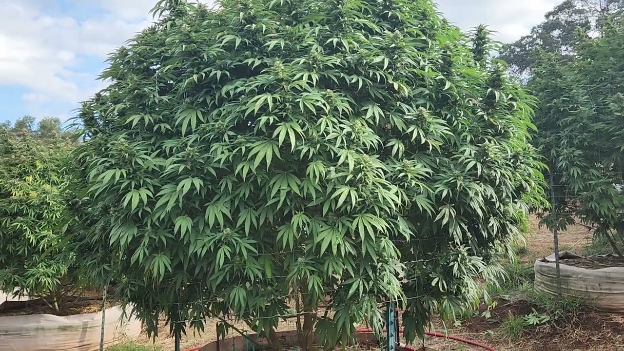 How to Deleaf Big Plants