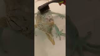 ¿Por Qué No Tener Una Iguana Como Mascota?