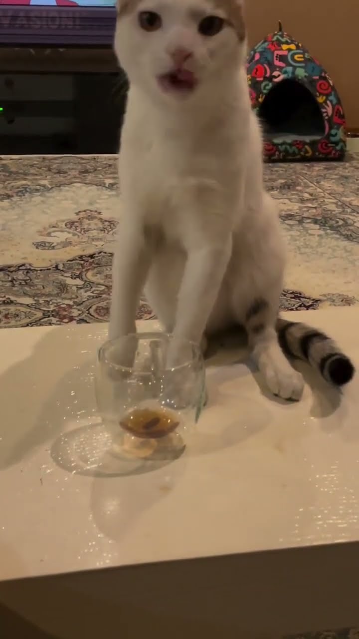 Funny  kitten ? ? ?