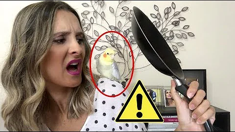 O que pode fazer mal para calopsita?