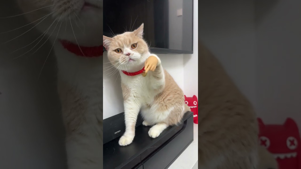 The Funniest Cat Toy Ever 
