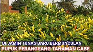 RAHASIA PUPUK PERANGSANG TAMAMAN CABE ||AGAR TUNAS BARU TERUS KELUAR