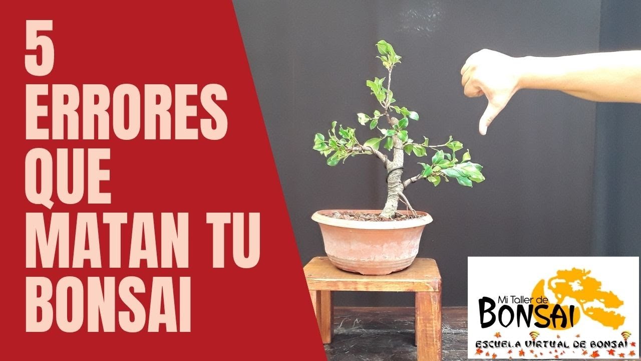5 ERRORES que MATAN tu bonsai