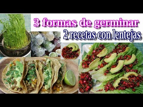 germinar-y-hacer-brotes-lentejas,-granos,-cereales,-semillas-y-2-recetas-con-lentejas