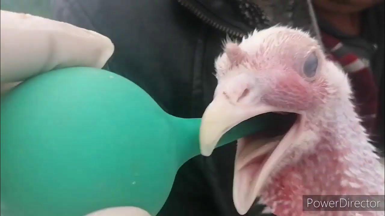 индюк. оспа индюков синусит индеек. инфекционный синусит у индеек. синусит у индюков. незаразные болезни индюков.