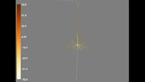 Pyramidal neuron stimulation rendered using Neuronvisio