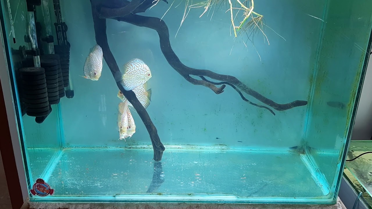 Discus Tank Test Video YouTube
