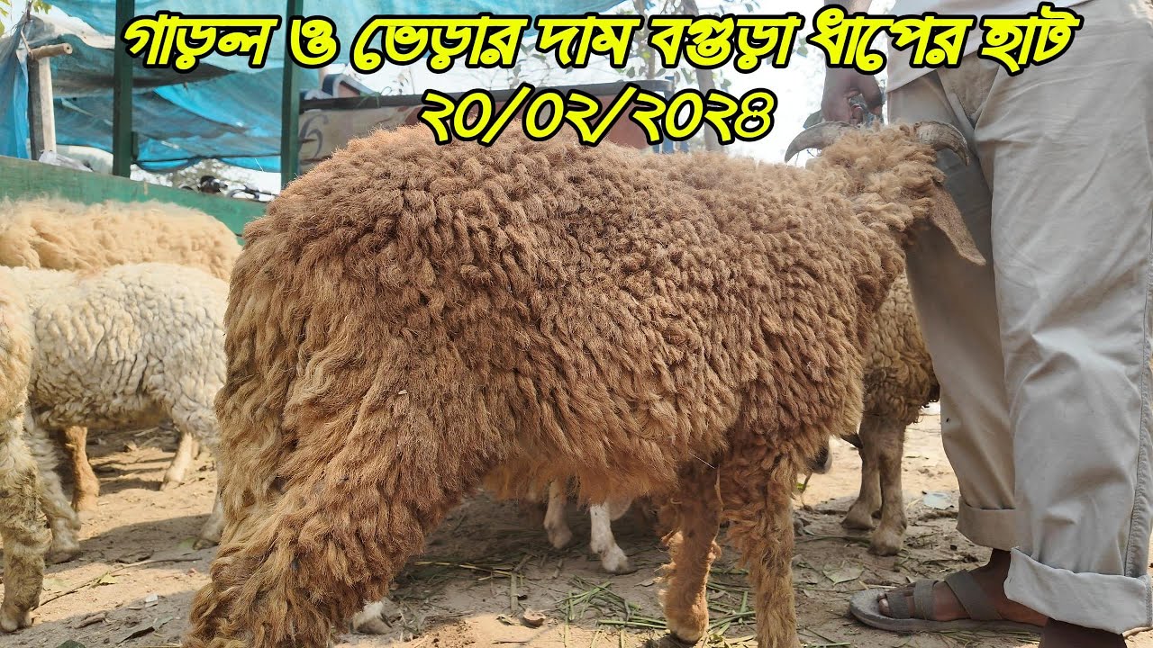 ভেড়া ও গাড়লের হাট বগুড়া ধাপের হাট ২০/০২/২০২৫