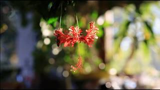 Japanese Lantern Hibiscus Timelapse