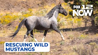 LIVE: Skydog Ranch is rescuing wild mustangs near Prineville