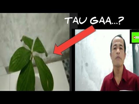 Video: Apa itu hutan berdaun lebar?