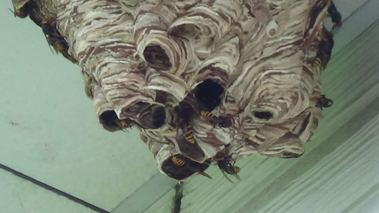 スズメバチの巣 モンスズメバチの巣を作る場所|ハチ駆除のルイワン