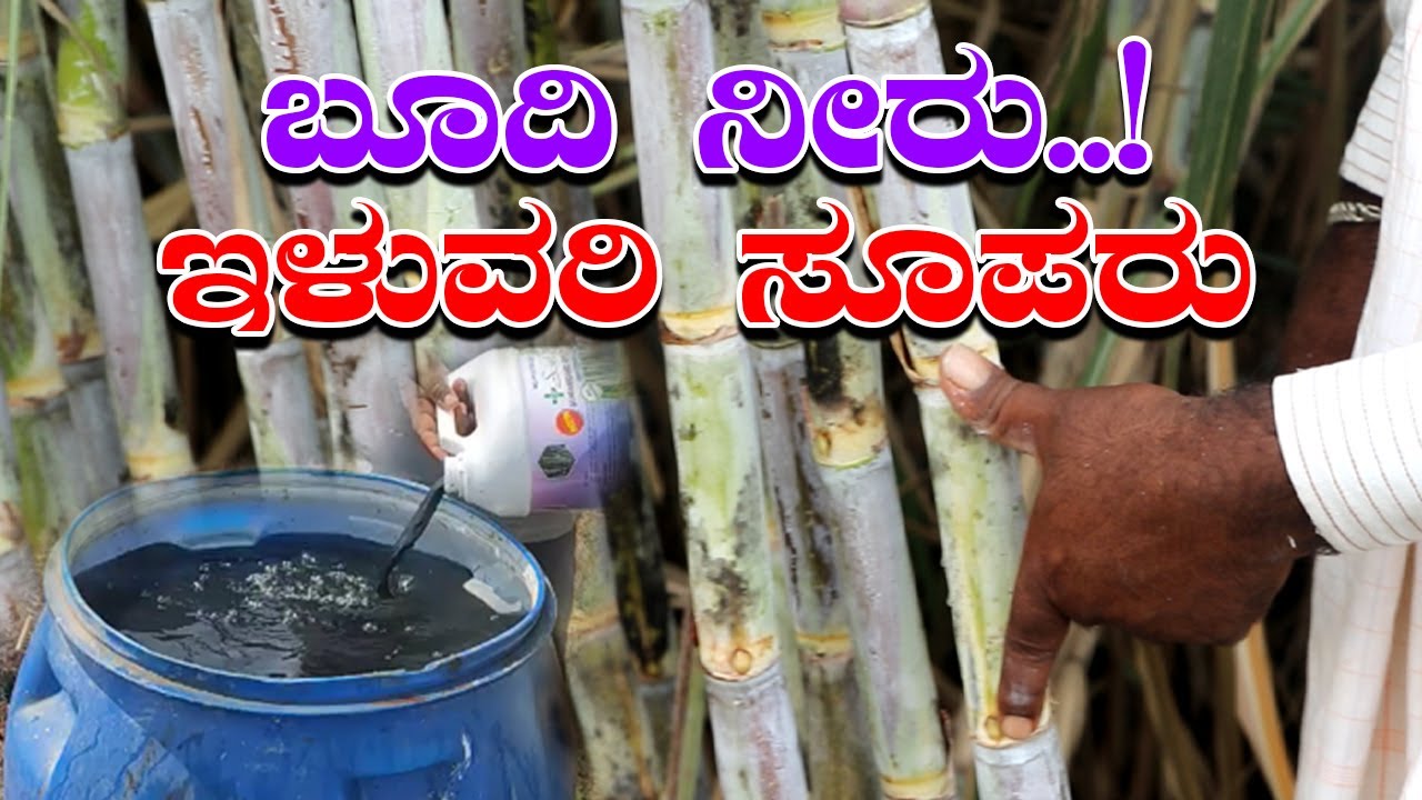 ಬೂದಿ ನೀರು ಕಂಡು ಹೌಹಾರಿದ್ದ ಕಬ್ಬು ಬೆಳೆಗಾರ ಈಗ ಹೆಮ್ಮೆಯಿಂದ ಬೀಗುತ್ತಿದ್ದಾರೆ #sugarcanecultivation