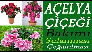 Açelya çiçeğinin bakımı, sulanması ve toprak değişimi. Azalea flower care,