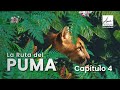 La Ruta del Puma - Capítulo 4: el traslado de la felina de Medellín a Putumayo