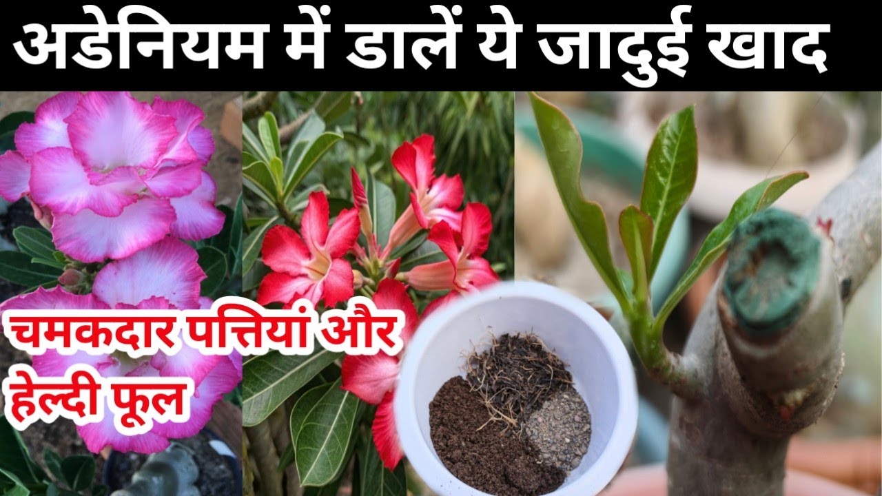 अडेनियम की सुपर ग्रोथ।केले के छिलके के साथ 2 खाद जड़ों में डालें,चमकदार पत्तियां हल्दी फूल आयेंगे 