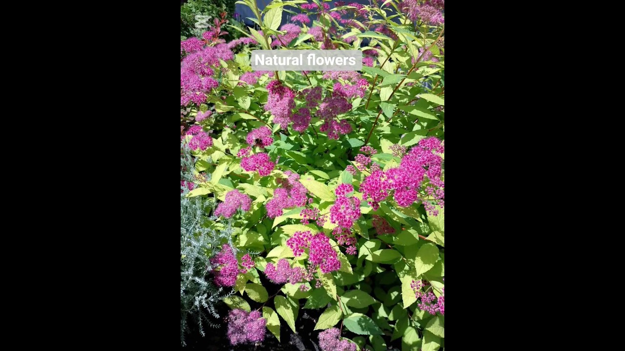 Spiraea Japonica Gold flame 